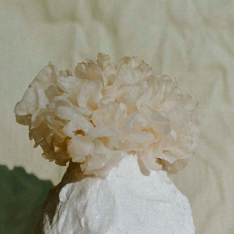 Is Tremella Mushroom The Secret To Glowing Skin?